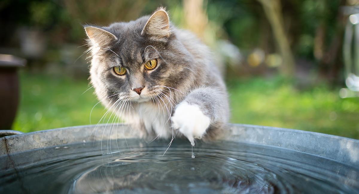 No todos los gatos odian el agua, estas son 5 razas que la adoran. Foto: Shutterstock