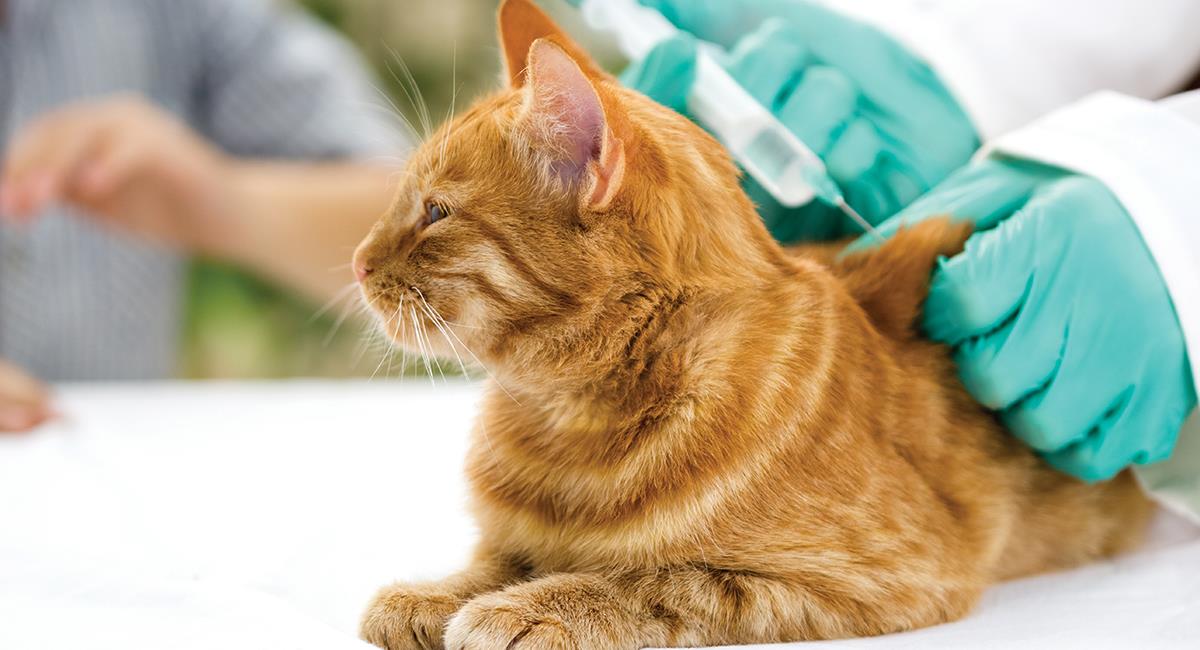Así puedes vacunar a tu mascota contra la rabia durante la pandemia. Foto: Shutterstock