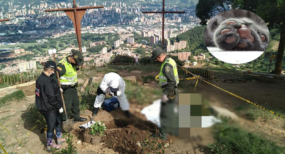 Indignante: Encuentran 43 gatos enterrados y torturados en Medellín. Foto: Twitter @FiscaliaCol