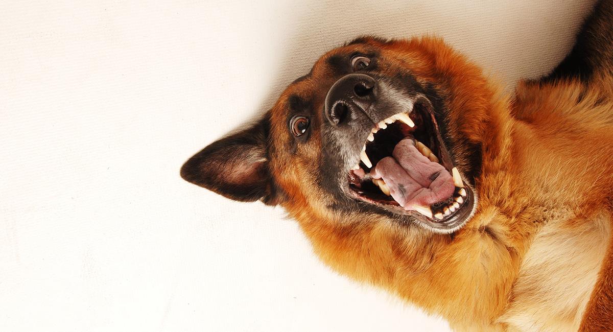Estudio revela que los perros sí experimentan emociones, esto es lo que pueden sentir. Foto: Pixabay