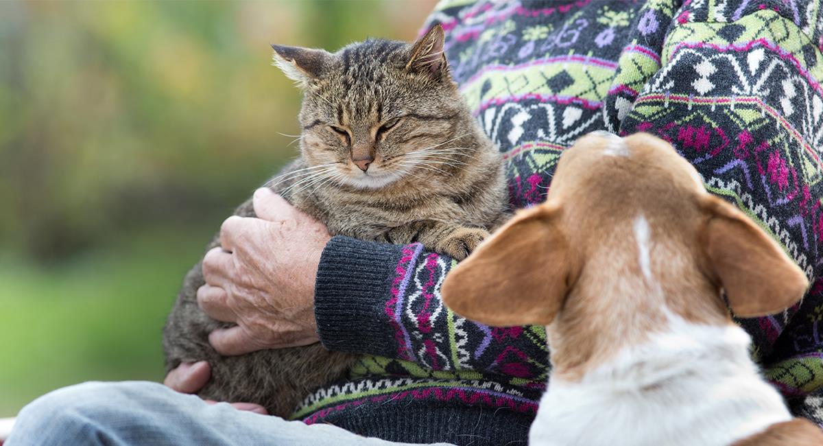 3 señales para saber si tienes un gato posesivo y cómo corregir esta conducta. Foto: Shutterstock