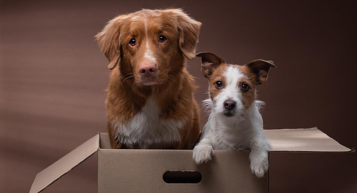 Perros, gatos, conejos y hámsters en un depósito. Solo 250 pudieron ser rescatados. Foto: Shutterstock