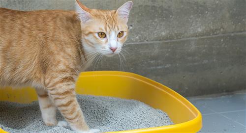 ¿Qué tipos de arena para gato hay y cuál elegir?