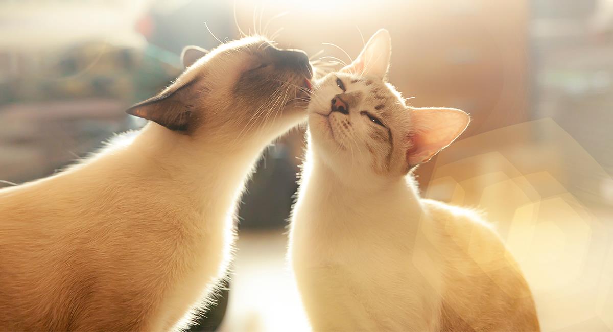 Estas son las diferencias de comportamiento entre gatos y gatas. Foto: Shutterstock