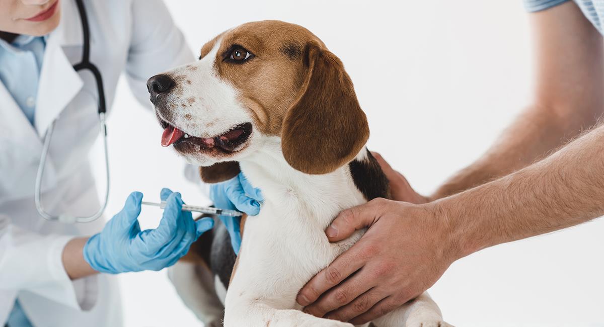Bogotá realiza jornada de vacunación gratuita contra la rabia para perros y gatos. Foto: Shutterstock