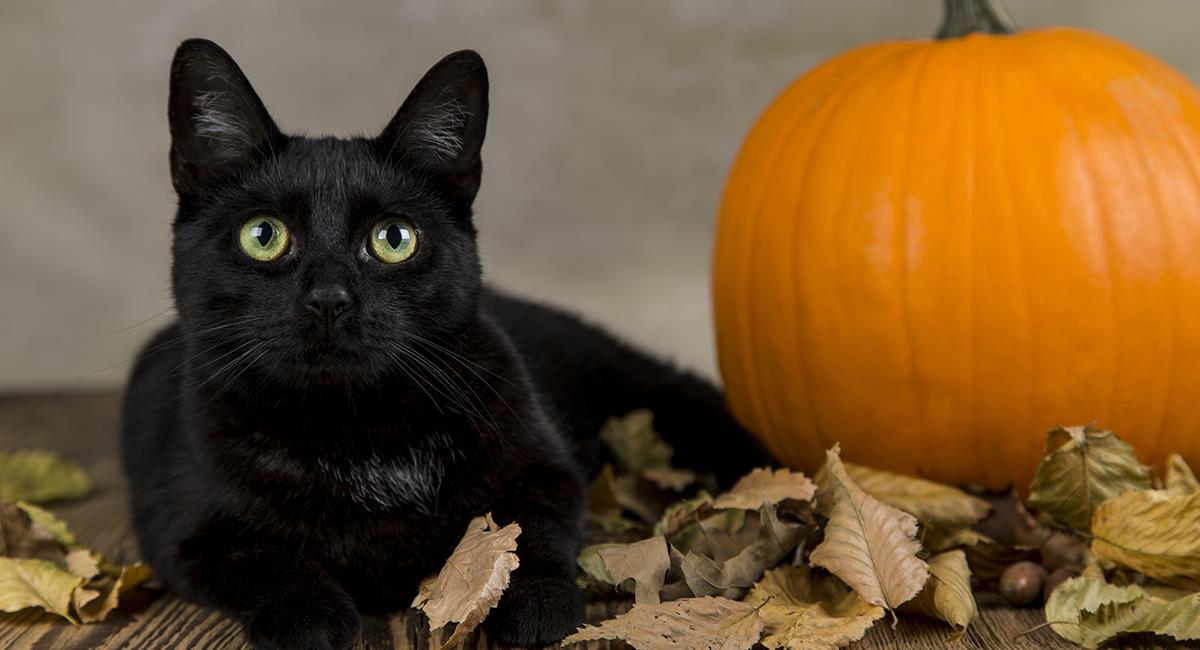 Octubre: el mes en el que los gatos son utilizados para misas negras o rituales satánicos. Foto: Shutterstock