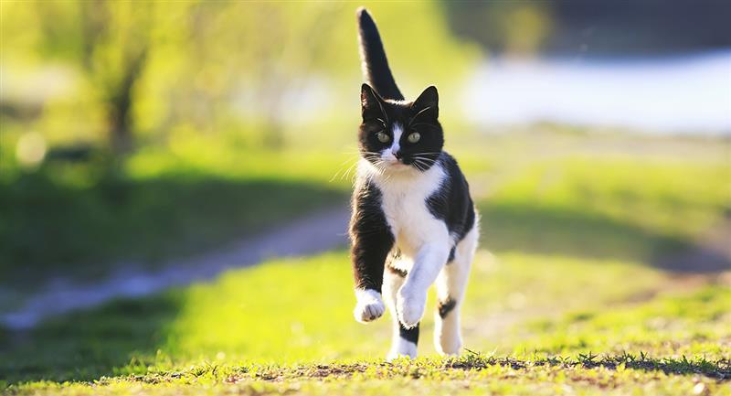 césped Rechazar Avispón Curiosidades sobre gatos: 5 secretos que lograrán sorprenderte