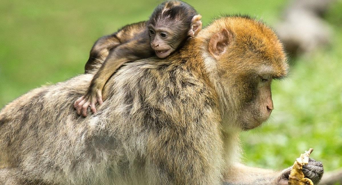 Los monos siempre hacen de las "suyas" en el continente asiático. Foto: Pixabay
