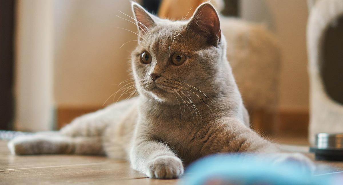 La ciencia revela 12 formas infalibles de hacer feliz a tu gato dentro del hogar. Foto: Pixabay