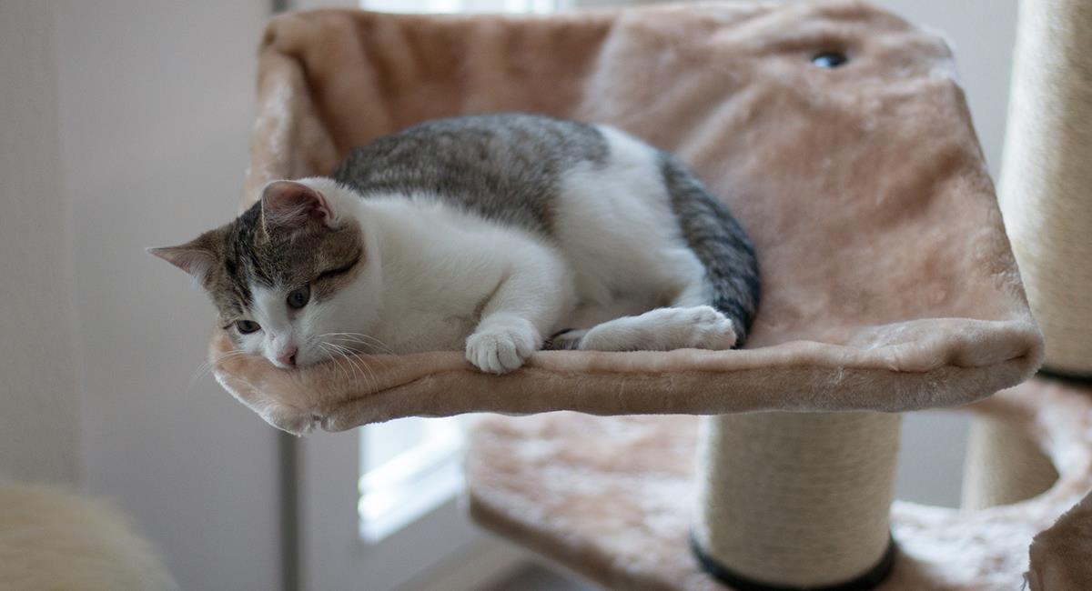5 señales que revelan que tu gato está sufriendo de aburrimiento. Foto: Pixabay