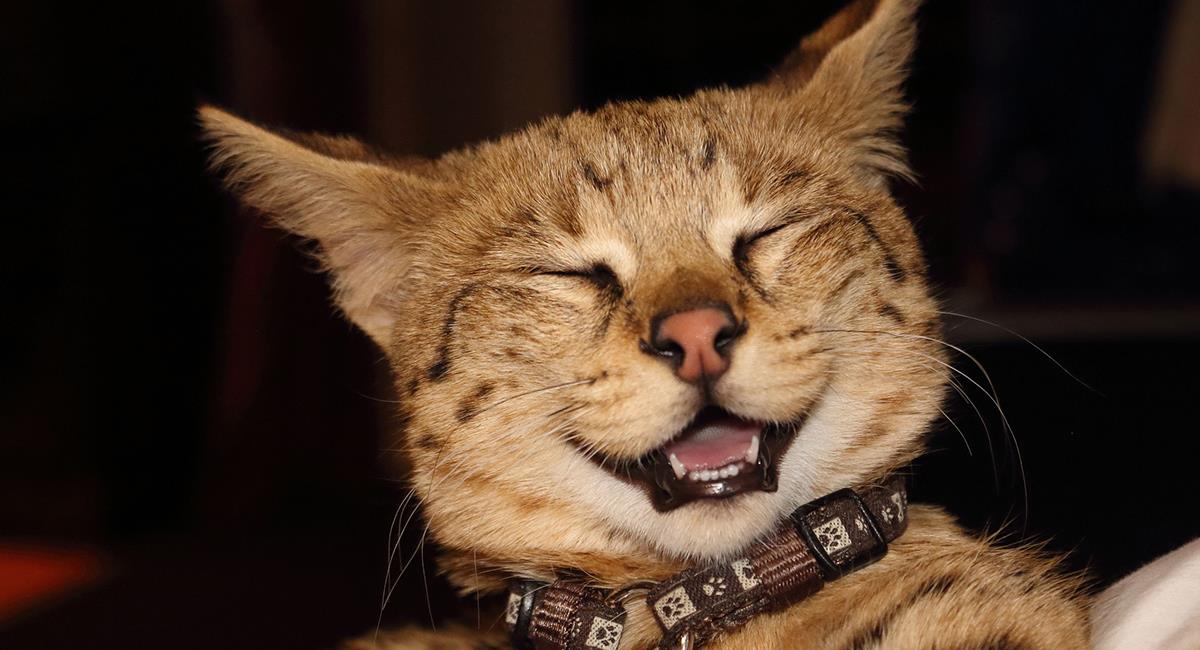 Mayo o Pancho: El astuto gato que engañó a dos familias durante 7 años. Foto: Pixabay