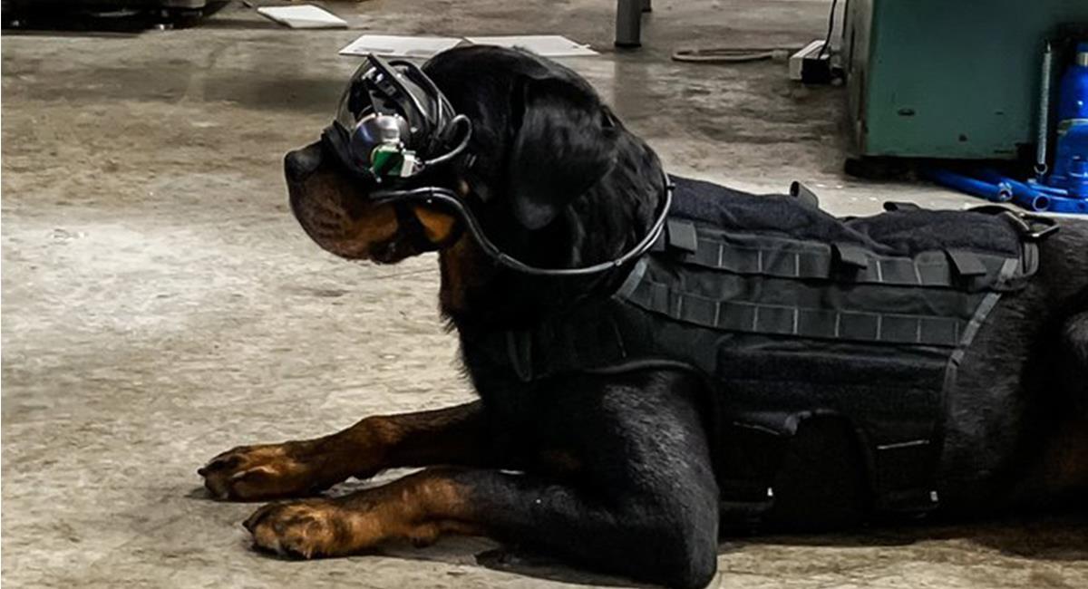 Crean gafas de realidad aumentada para dar instrucciones a los perros. Foto: Twitter @ArmyResearchLab
