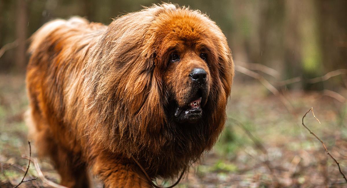 5 increíbles razas de perro que fueron creadas por el ser humano. Foto: Shutterstock