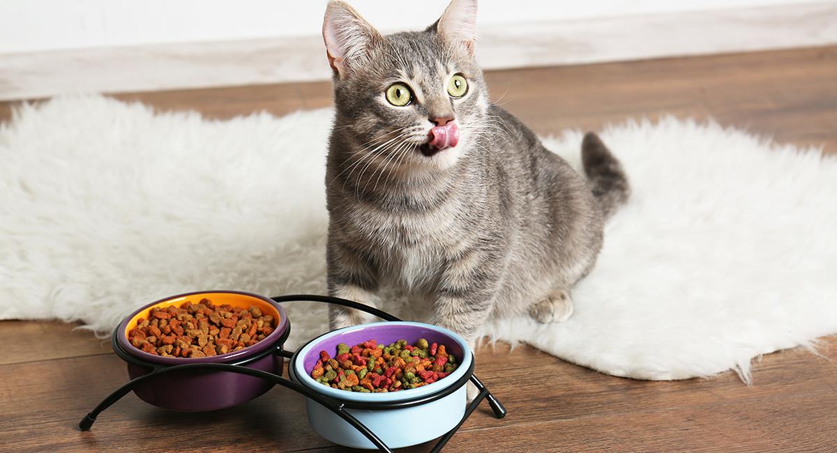 Estudio revela cuántas veces al día debería comer un gato. Foto: Shutterstock