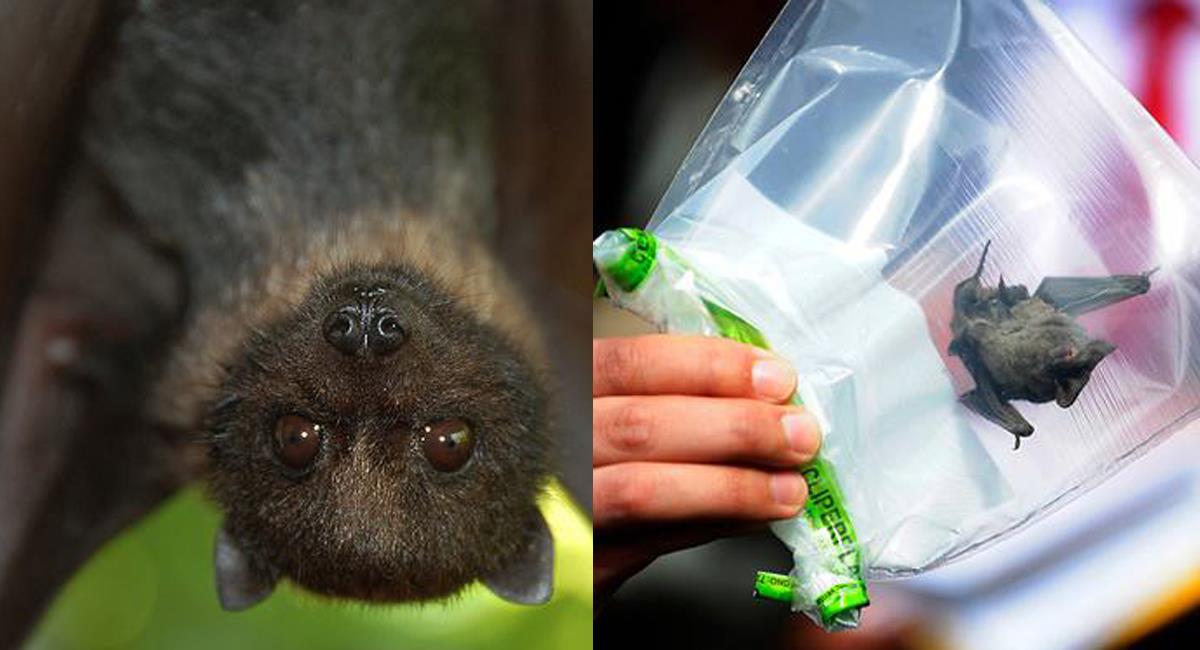 Los murciélagos son portadores de la rabia silvestre y pueden transmitirla a mascotas y personas. Foto: Facebook La Tercera