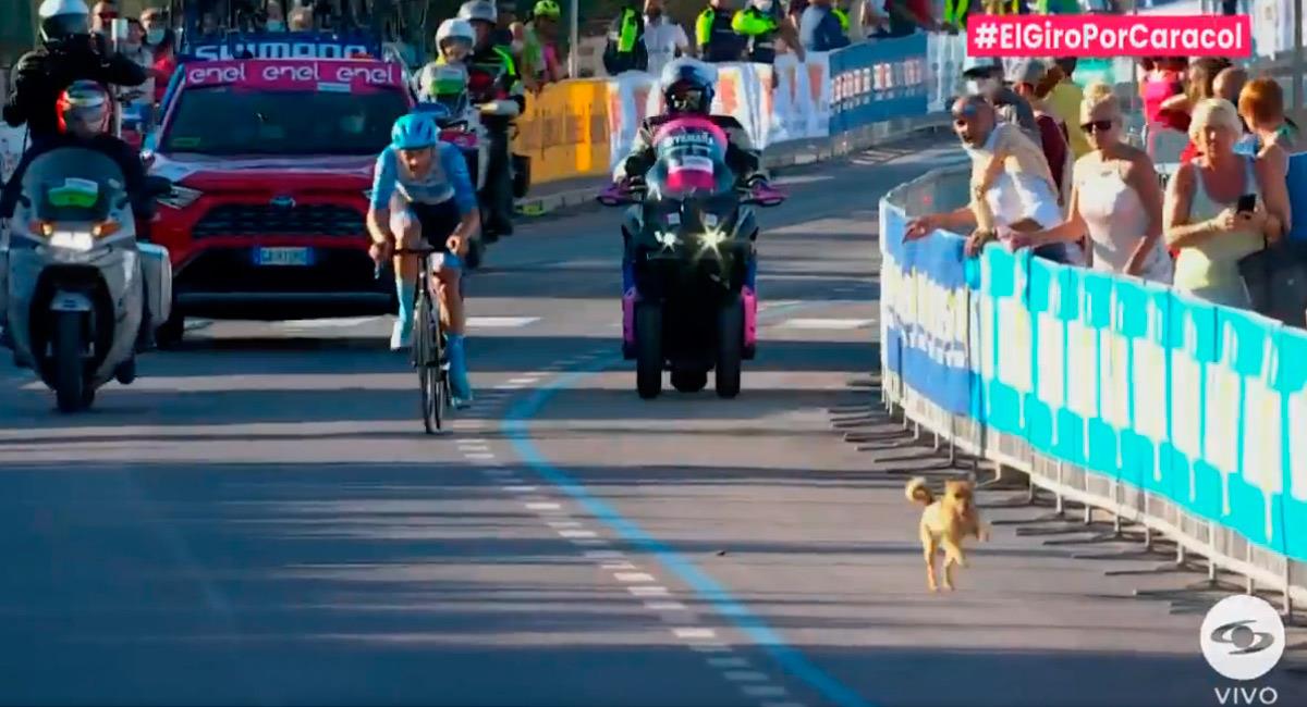 El perro se atravesó en la llegada de la etapa 8 del Giro de Italia. Foto: Twitter Reproducción video @NoticiasCaracol