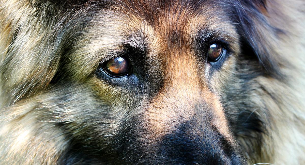 Kiryusha: El perro que escapó de su tumba luego de que lo dieran por muerto. Foto: Pixabay