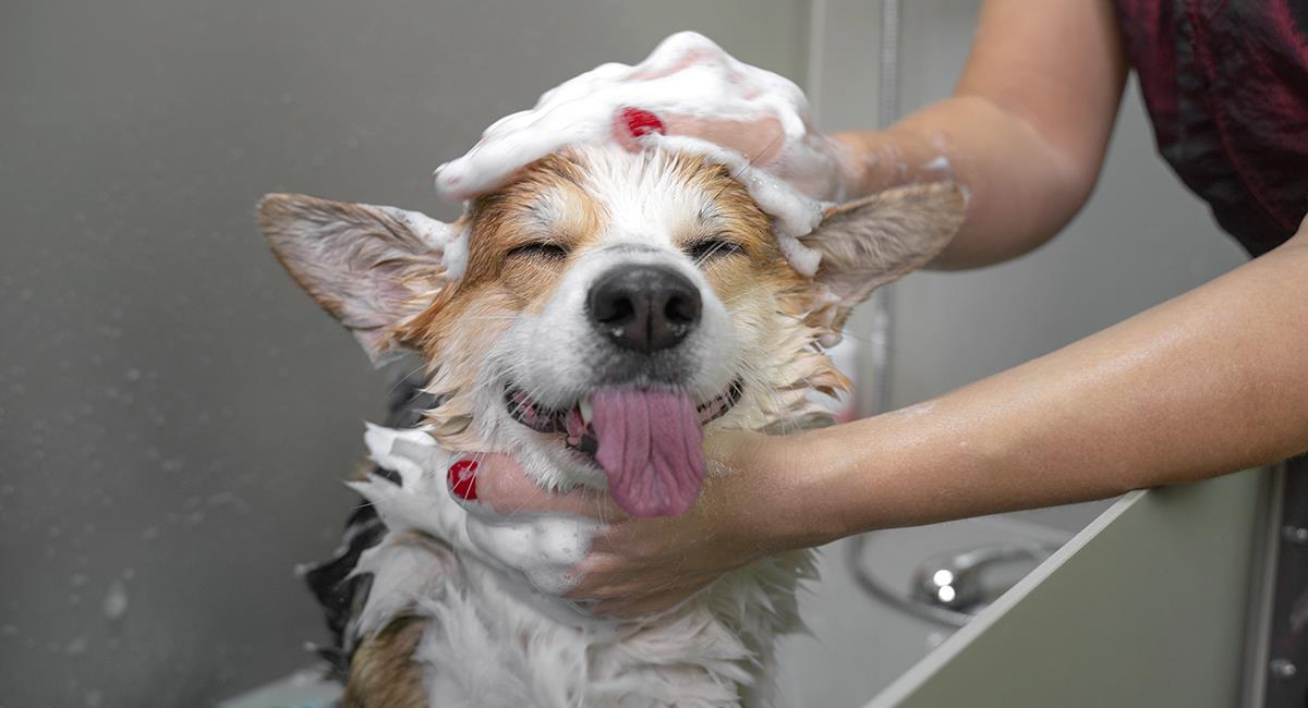 Antipulgas y para piel sensible: 3 increíbles champús caseros para perros. Foto: Shutterstock