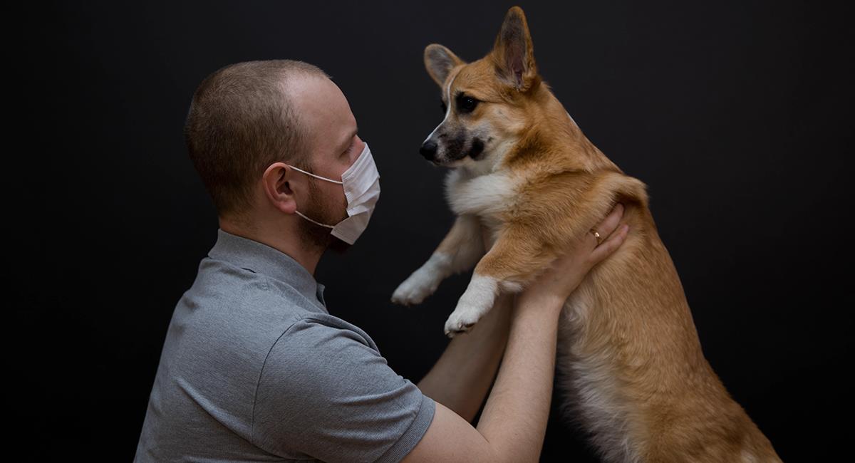 Polémico estudio afirma que vivir con un perro aumenta el riesgo de contraer coronavirus. Foto: Shutterstock