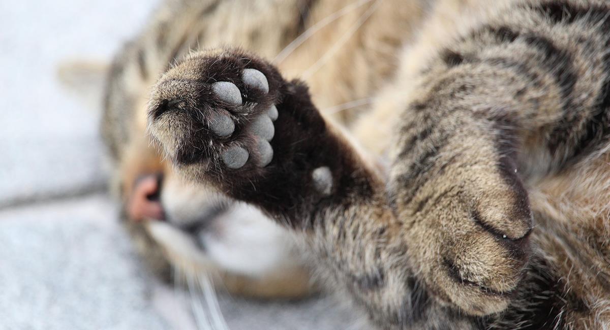 Increíbles curiosidades sobre las patas de tu gato que te sorprenderán. Foto: Pixabay