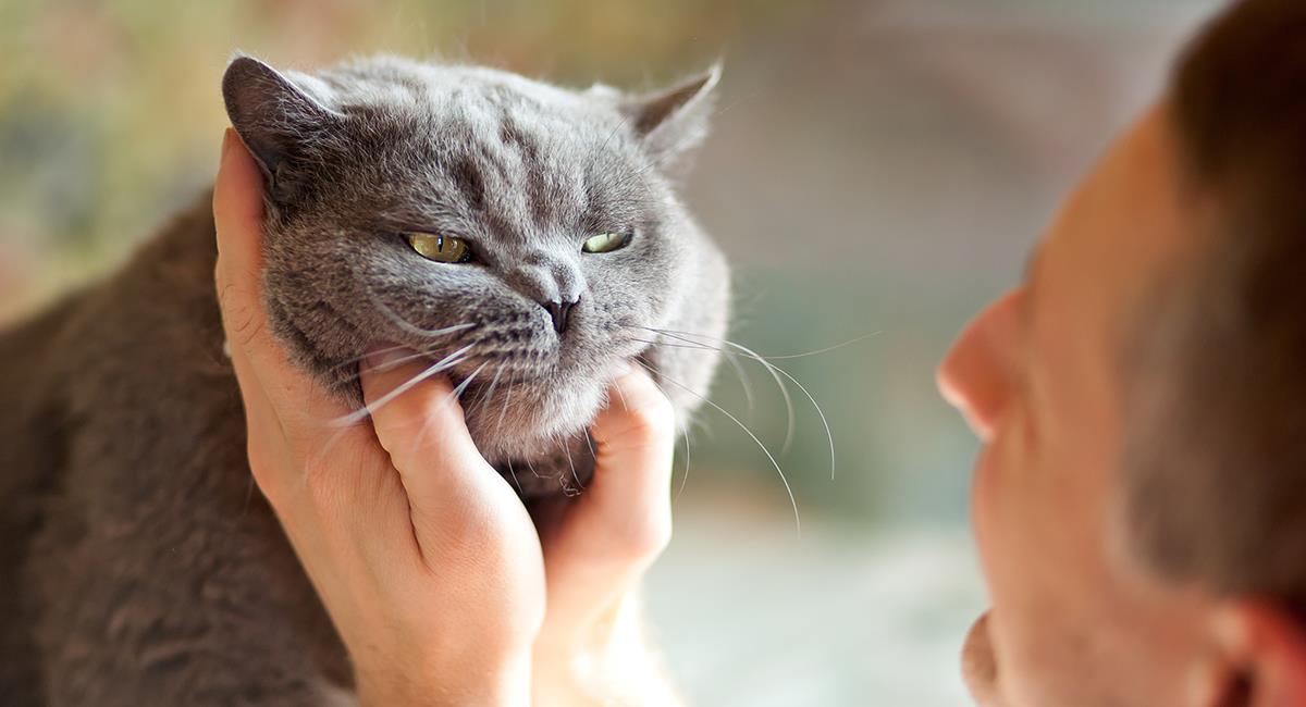 Científicos revelan truco para que logres agradarle a tu gato. Foto: Shutterstock
