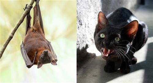 Caso de rabia humana en Neiva proviene de un murciélago, según MinSalud