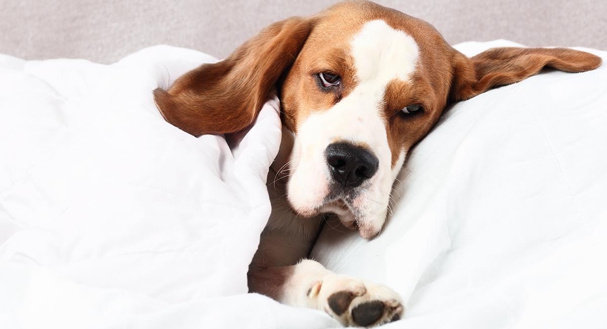 Consejos para tratar el vómito y el mareo en tu perro. Foto: Shutterstock