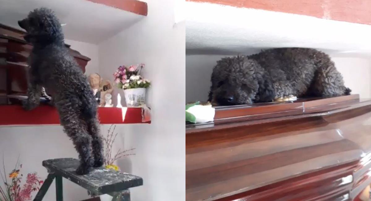 Intenta no llorar: conmovedora reacción de un perro al visitar la tumba de su dueña. Foto: Twitter @Bele_dure