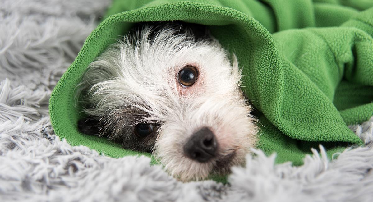 9 síntomas en la salud de tu perro que jamás debes dejar pasar. Foto: Shutterstock