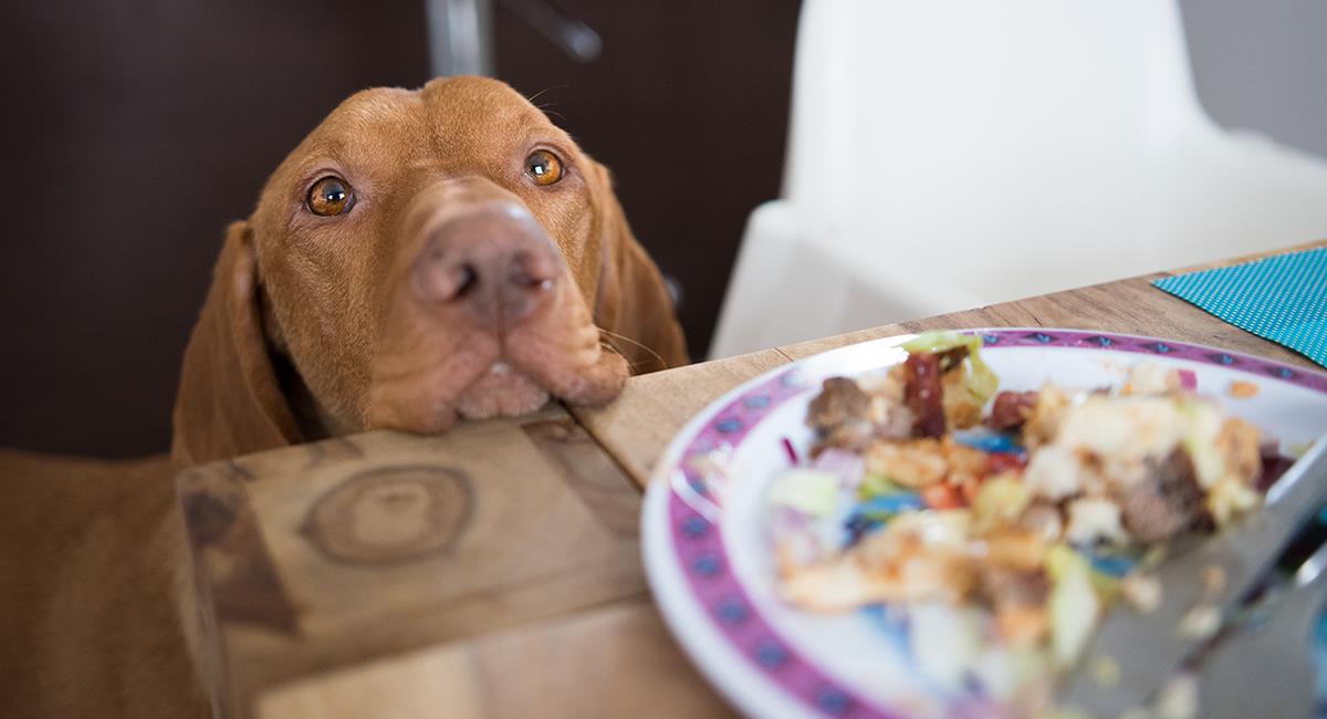 No más mascotas glotonas: 6 increíbles trucos para que tu perro deje de pedirte tu comida. Foto: Shutterstock