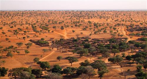 Millones de árboles solitarios se encuentran en el desierto del Sahara