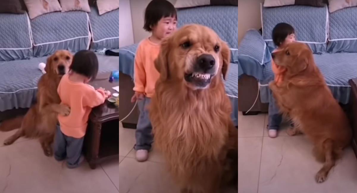 Video: Perro demuestra su lealtad al defender a una niña de los regaños de su mamá. Foto: Youtube Dramatic News
