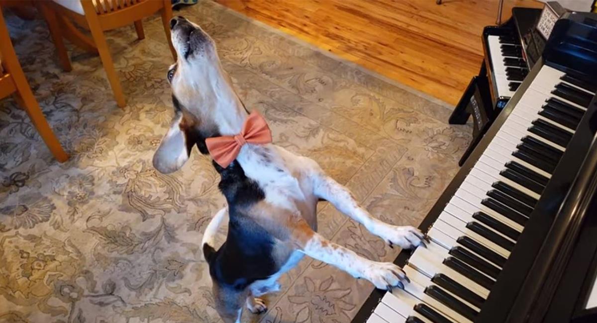 Conoce a Buddy, el tierno perro que enternece las redes al cantar y tocar el piano. Foto: Youtube Buddy Mercury