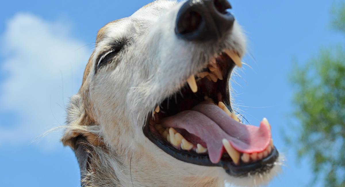 Mal aliento en perros: 5 consejos para prevenirlo o eliminarlo. Foto: Pixabay