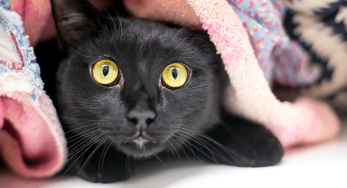 Esto es lo que debes hacer si tienes un gato que se asusta con todo. Foto: Shutterstock