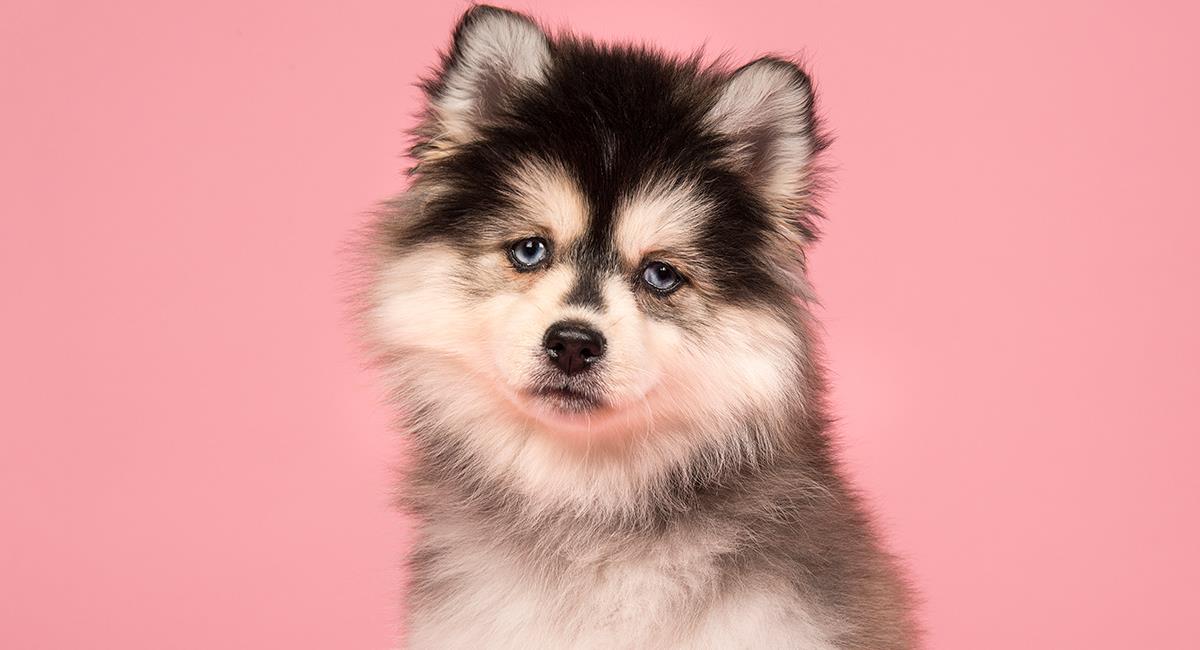 Curiosidades de perros: los 4 cruces de razas más extraños que verás hoy. Foto: Shutterstock