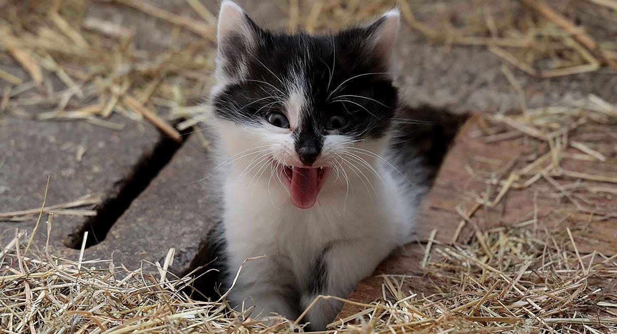 6 cosas a las que los gatos temen y probablemente no sabías. Foto: Pixabay