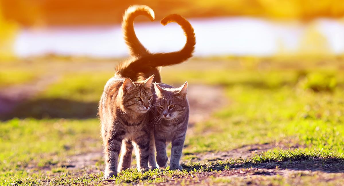 Amor felino: Gato enternece las redes al encontrar un globo y regalárselo a su “pareja”