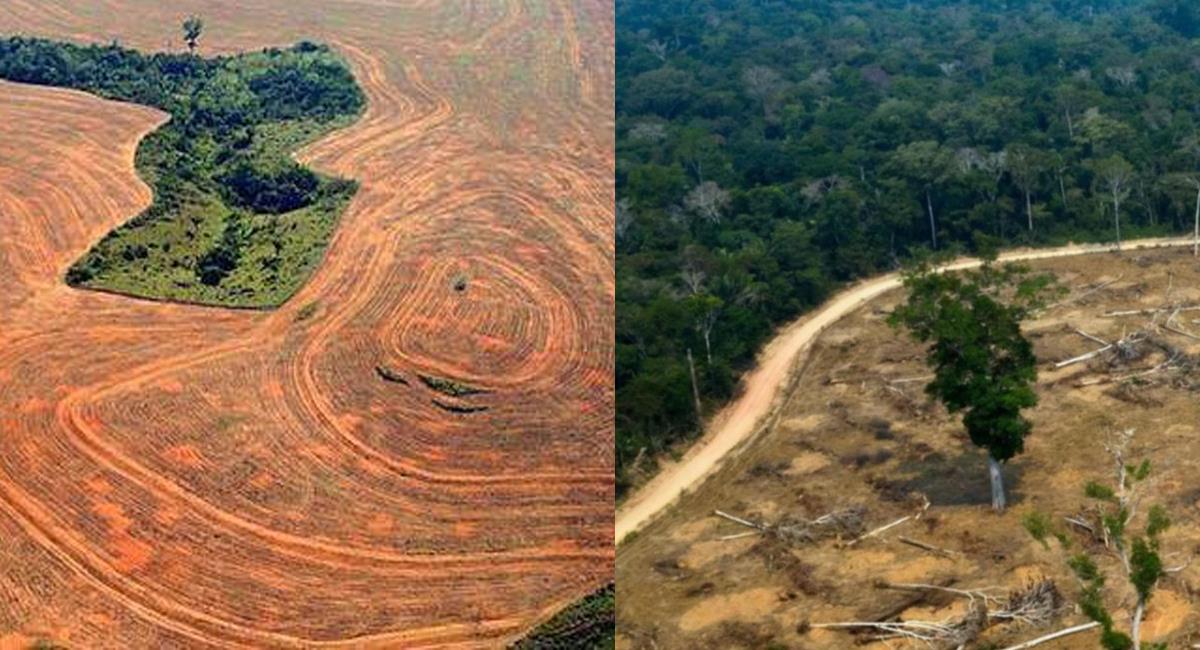 La deforestación de la selva amazónica ha tenido en este 2020 uno de sus peores años. Foto: Facebook Revista Vicio/El Intransigente