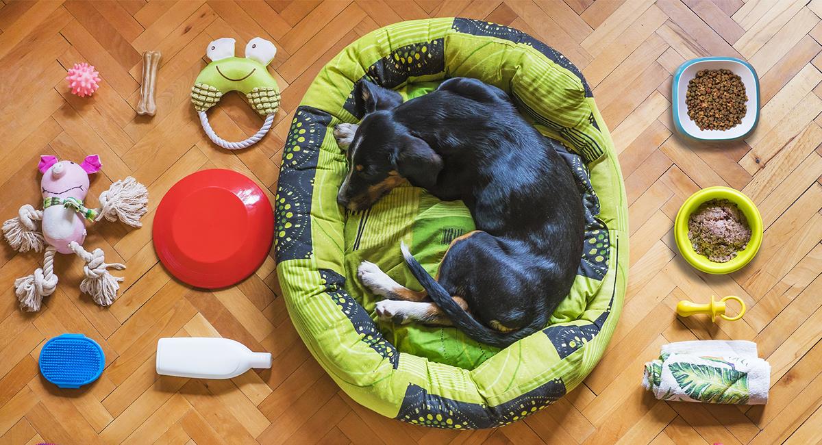 Seguro Civilizar caravana Accesorios para perros: 6 cosas para tu nueva mascota que no pueden faltar  en casa