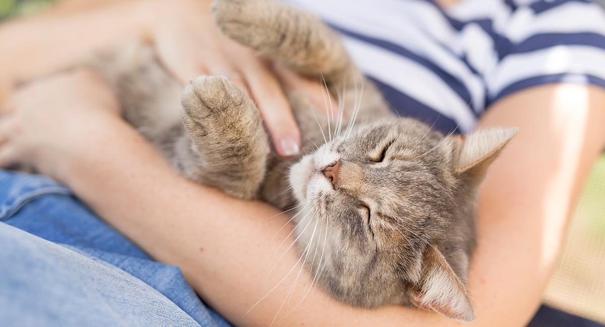 5 trucos infalibles para que tu gato sea más cariñoso contigo. Foto: Shutterstock