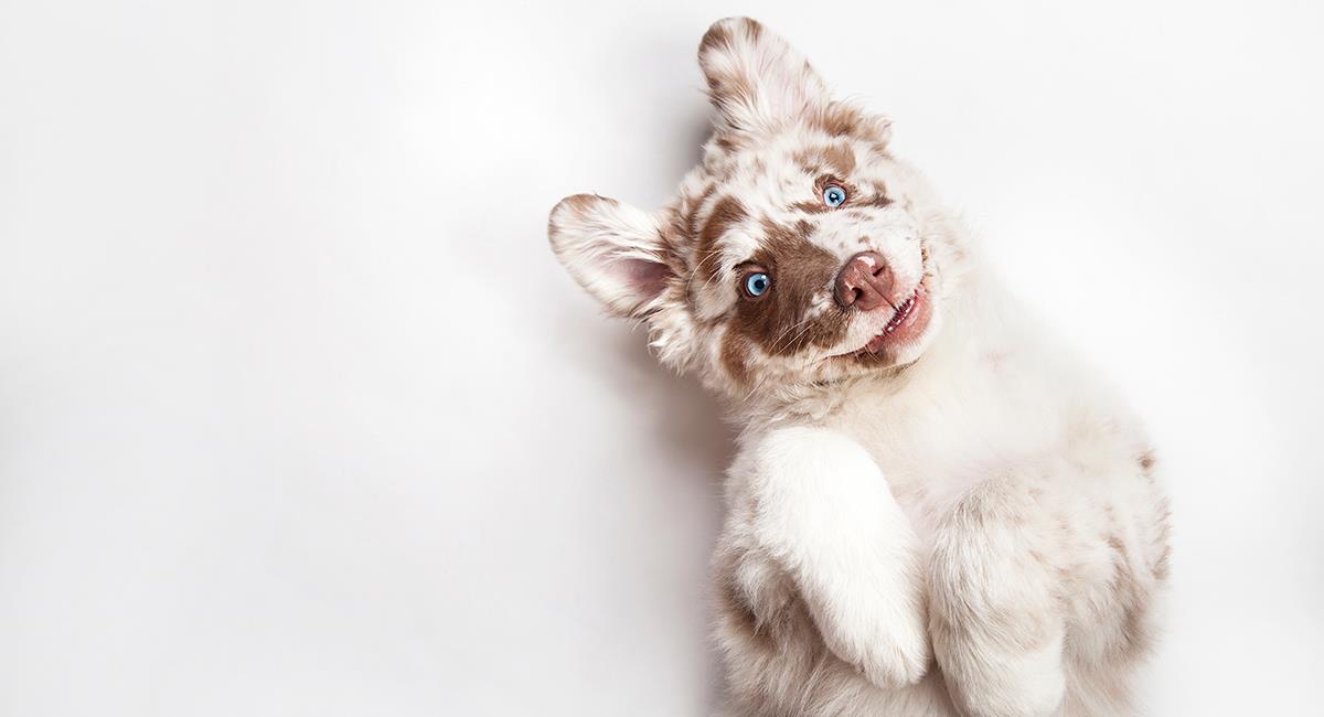 Falso o verdadero: 4 mitos sobre los perros que debes conocer. Foto: Shutterstock