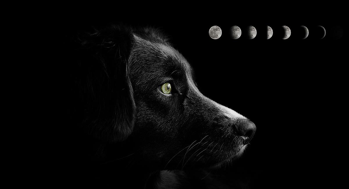 Este es el efecto que tienen las fases lunares en tu mascota. Foto: Shutterstock