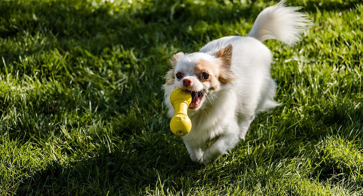 Juguetes para perros: así puedes elegir el más indicado para tu mascota. Foto: Pixabay