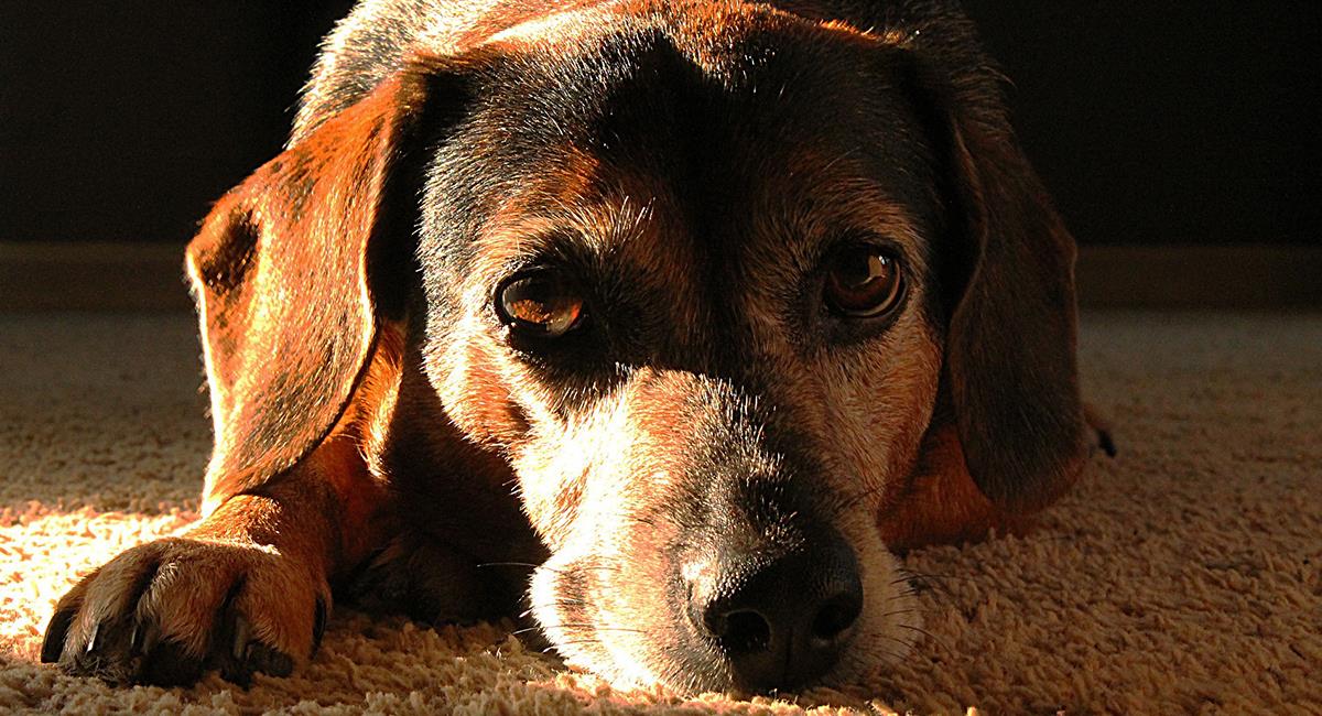 Video: desgarrador llanto de un perro al ser abandonado por sus dueños. Foto: Pixabay