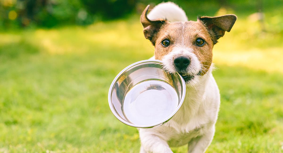 Alimentación de las mascotas: 5 sencillas y deliciosas recetas para tu perro. Foto: Shutterstock