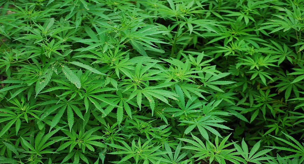 El cultivo de marihuana legal con fines recreativos y medicinales está permitido en varios países del mundo. Foto: Pixabay
