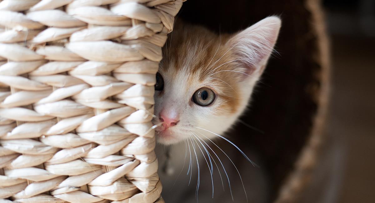 Foto: gato escapa de casa y regresa a los 3 días con una deuda para sus dueños. Foto: Shutterstock