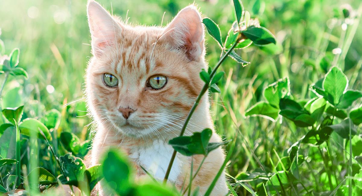 Conoce las 5 razas de gato consideradas las más hermosas del mundo. Foto: Pixabay