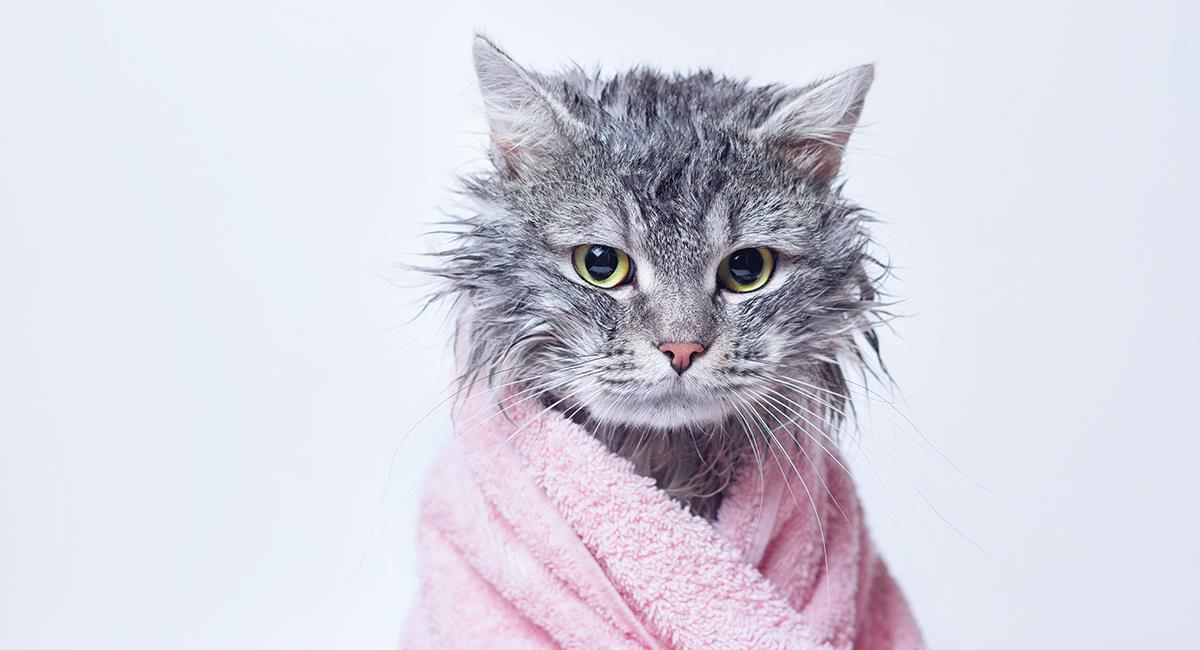 5 sencillos pasos para bañar a tu gato sin sufrimientos de por medio. Foto: Shutterstock